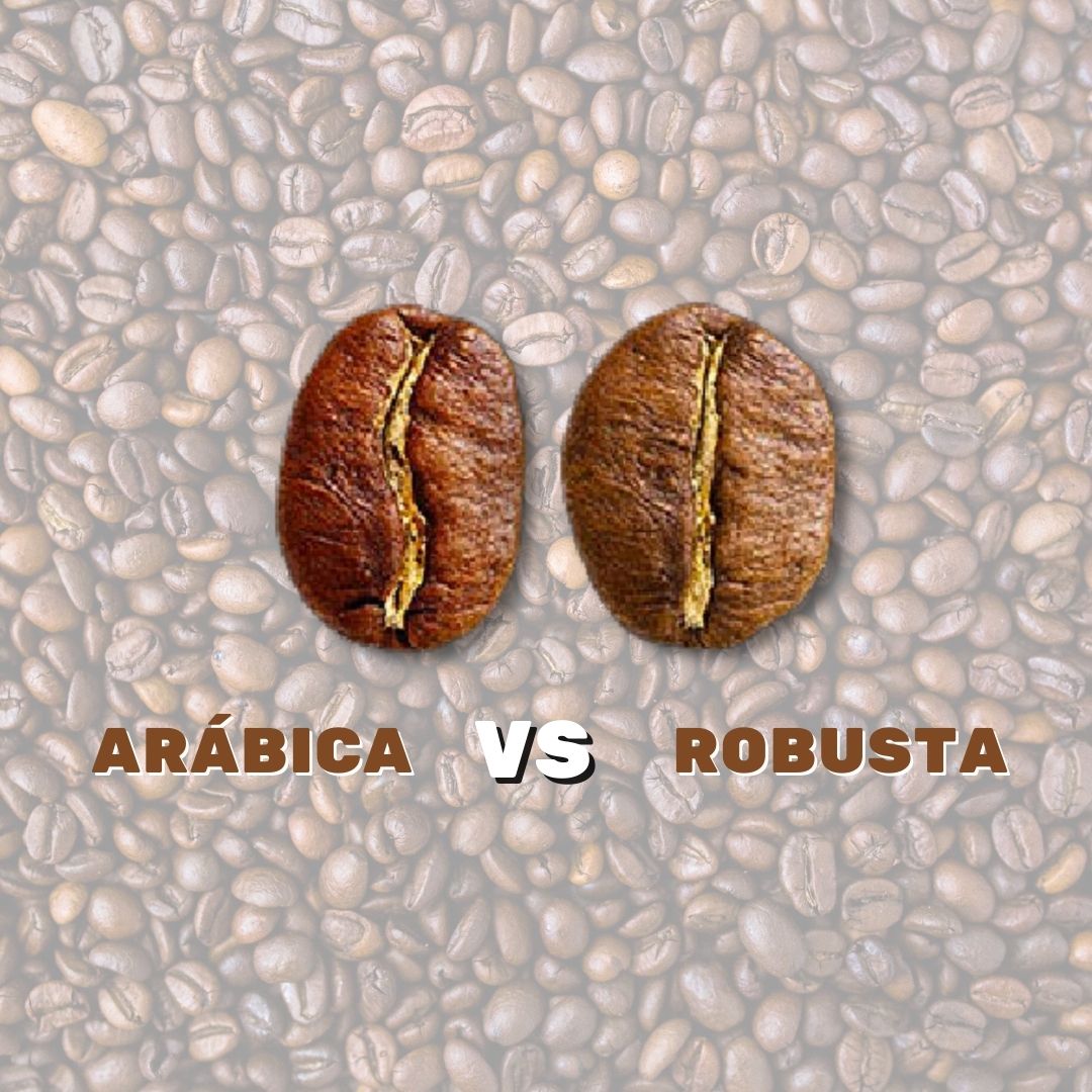 Café arábica versus café conilon: você sabe as principais